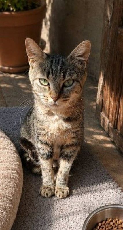 Clochette - Chat à adopter