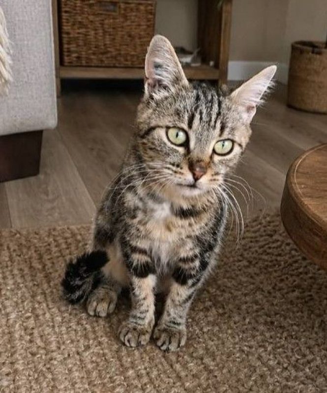 Clochette - Chat à adopter - photo 3