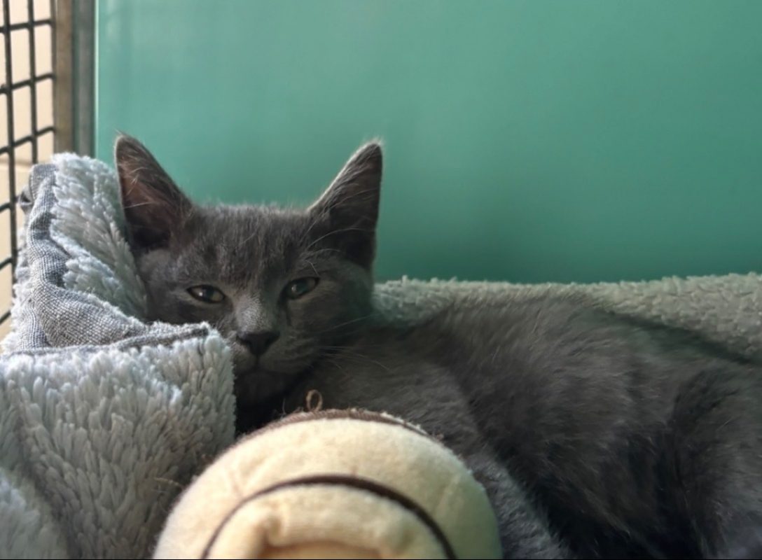 Moutarde - Chat Européen à adopter