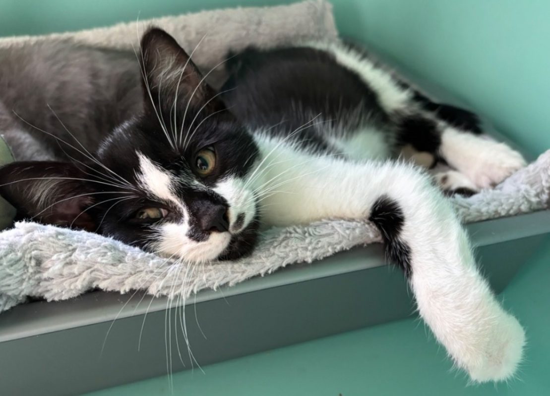 Cornichon - Chat Européen à adopter