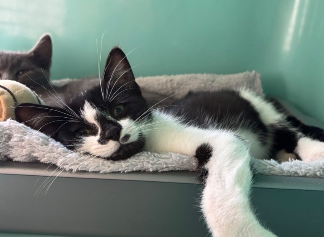 Cornichon - Chat Européen à adopter - photo 2