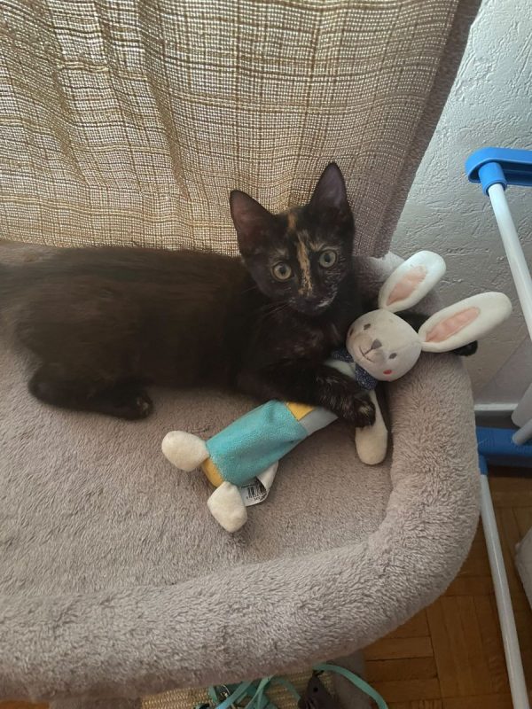 PEGGY - Chat à adopter