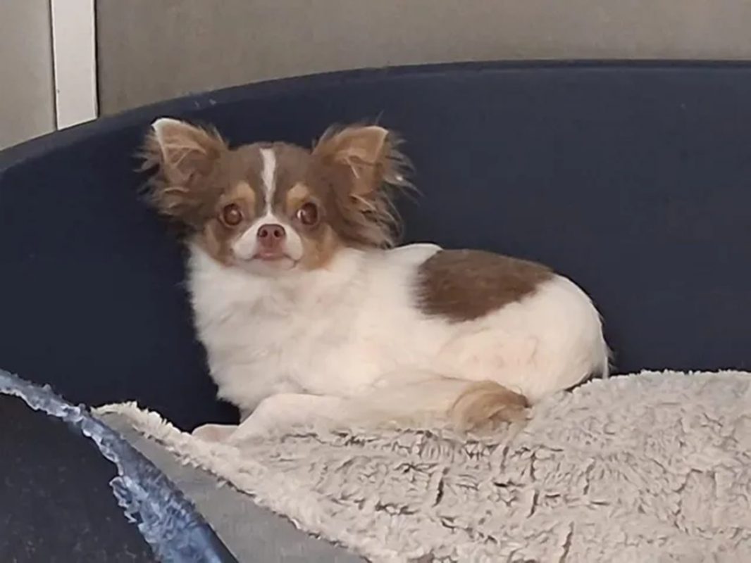 Prince - Chien Chihuahua à adopter