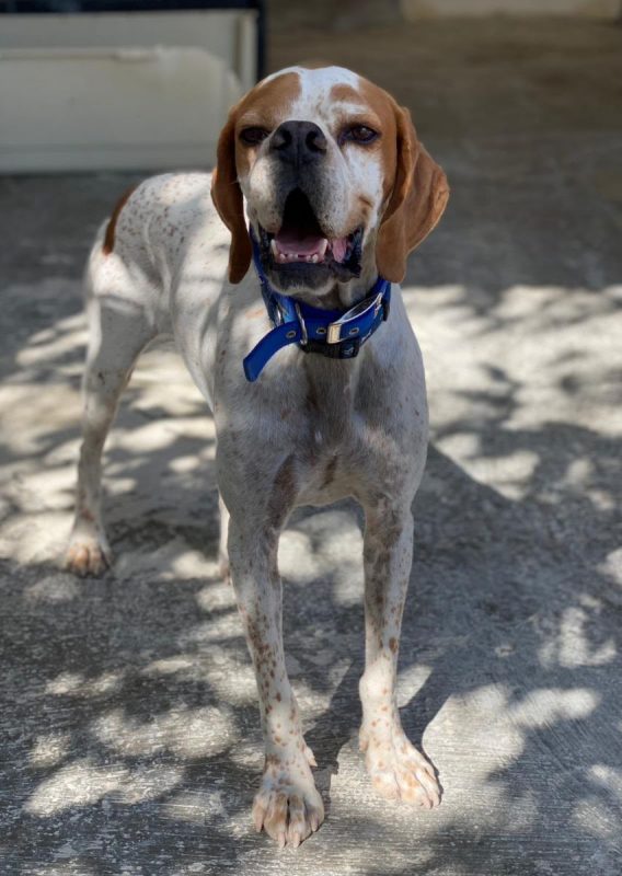 Scampy - Chien Pointer Anglais à adopter - photo 11