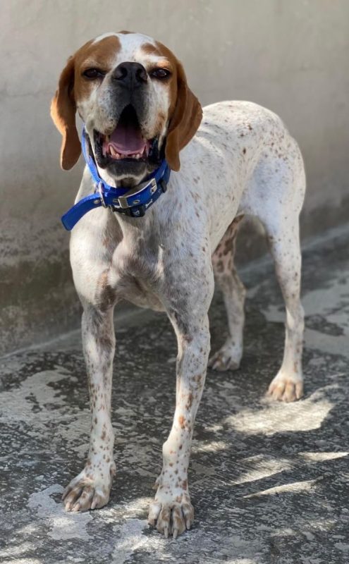 Scampy - Chien Pointer Anglais à adopter - photo 2