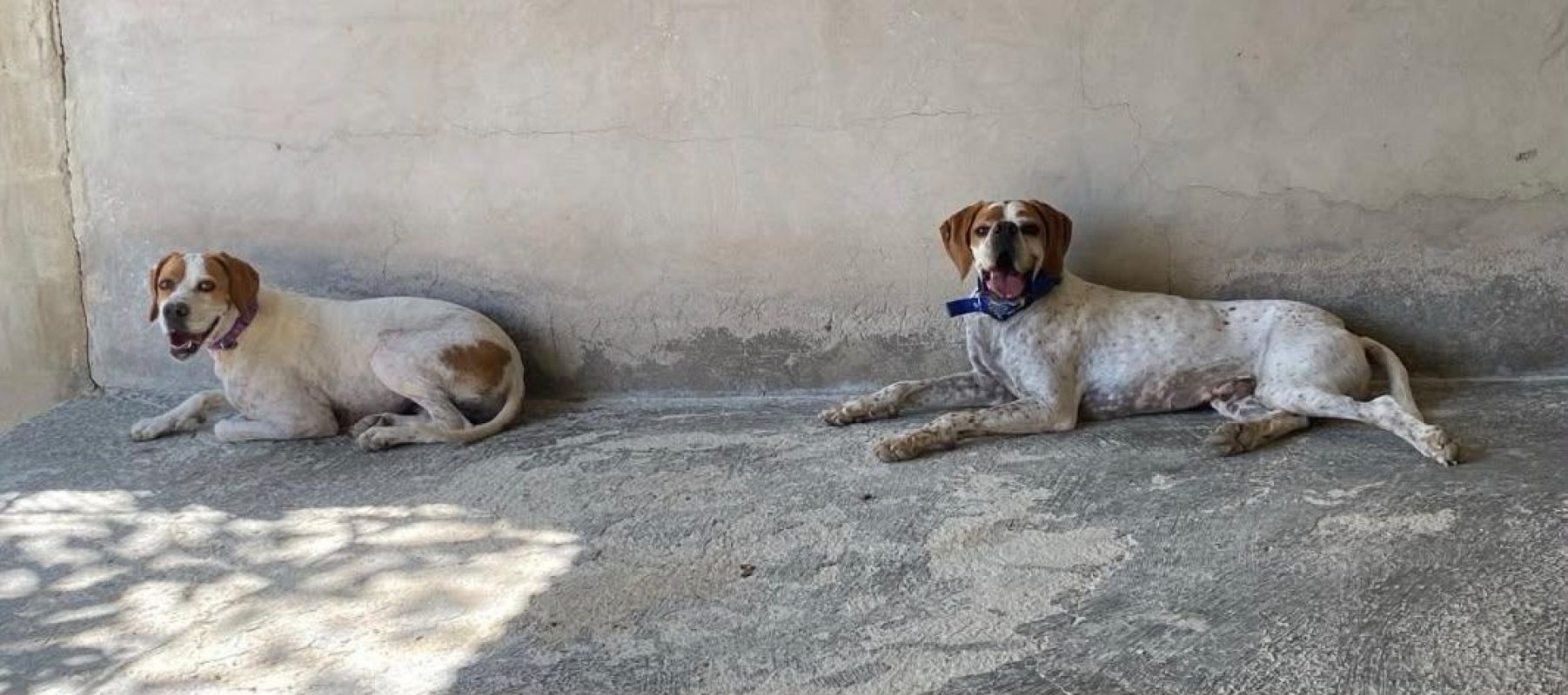 Scampy - Chien Pointer Anglais à adopter - photo 8