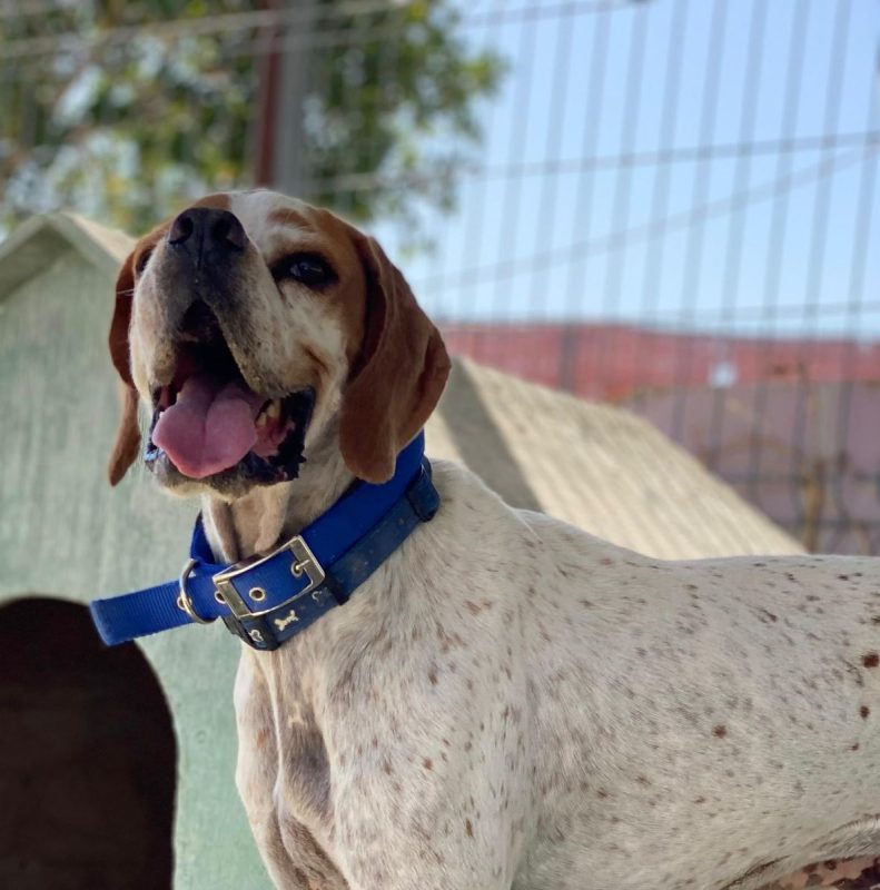 Scampy - Chien Pointer Anglais à adopter - photo 12