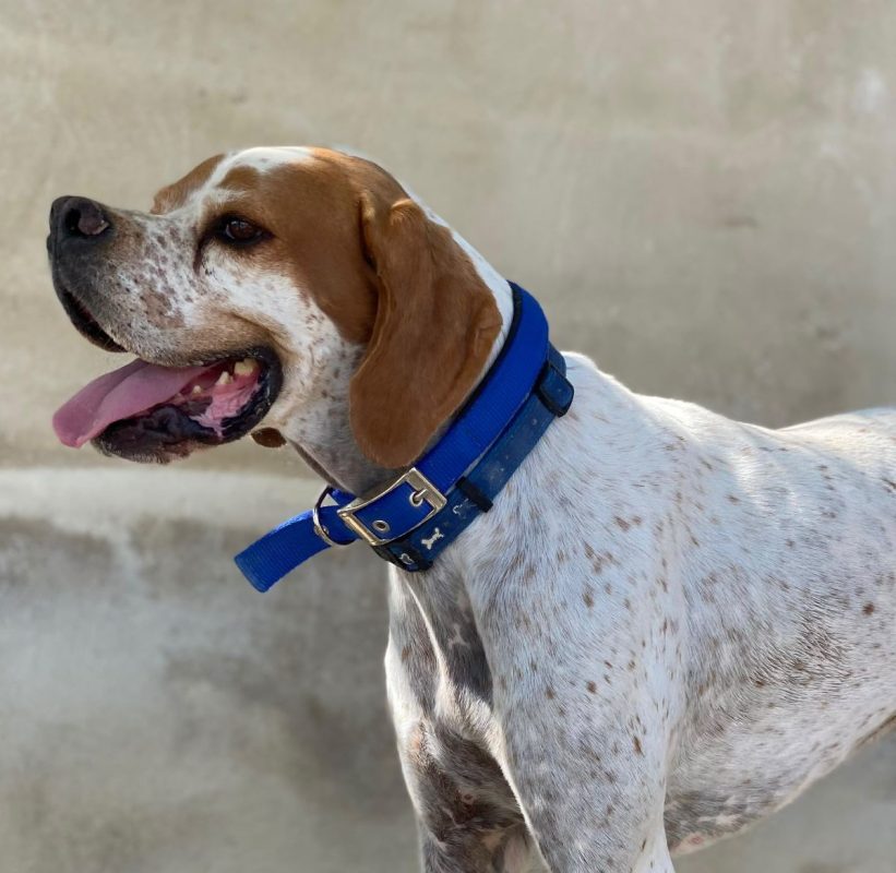 Scampy - Chien Pointer Anglais à adopter - photo 3