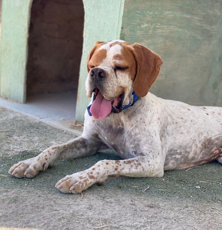 Scampy - Chien Pointer Anglais à adopter - photo 5