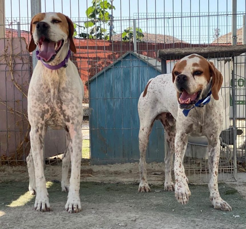 Scampy - Chien Pointer Anglais à adopter - photo 6