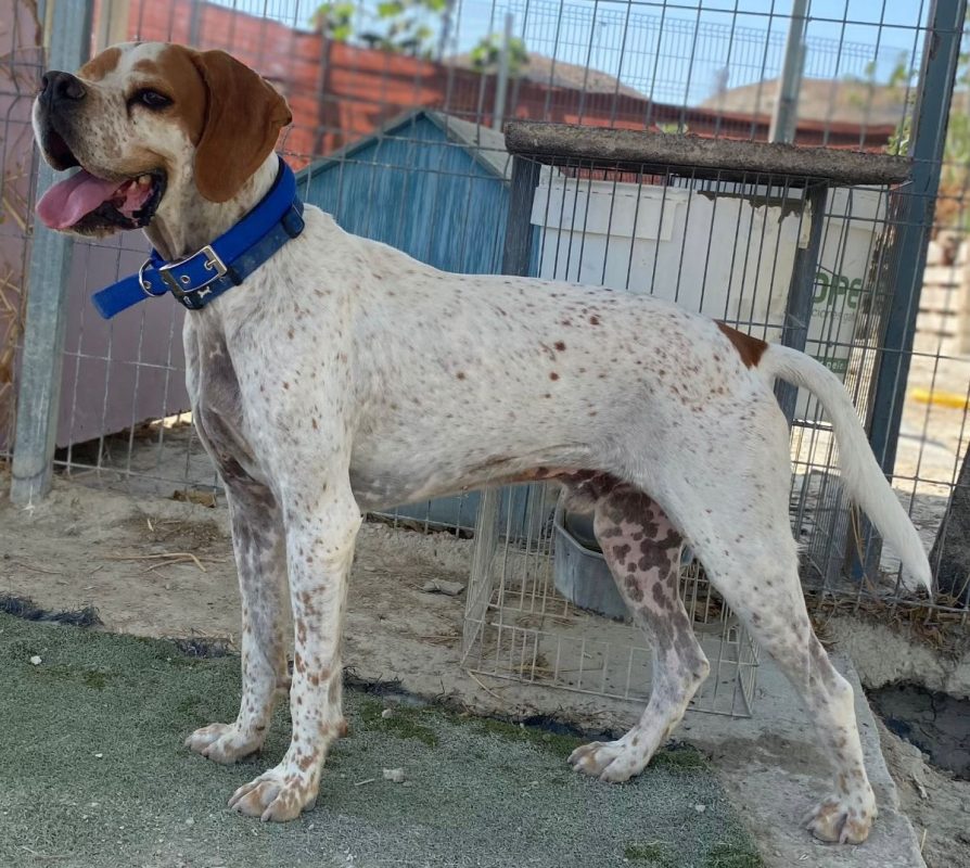 Scampy - Chien Pointer Anglais à adopter - photo 4