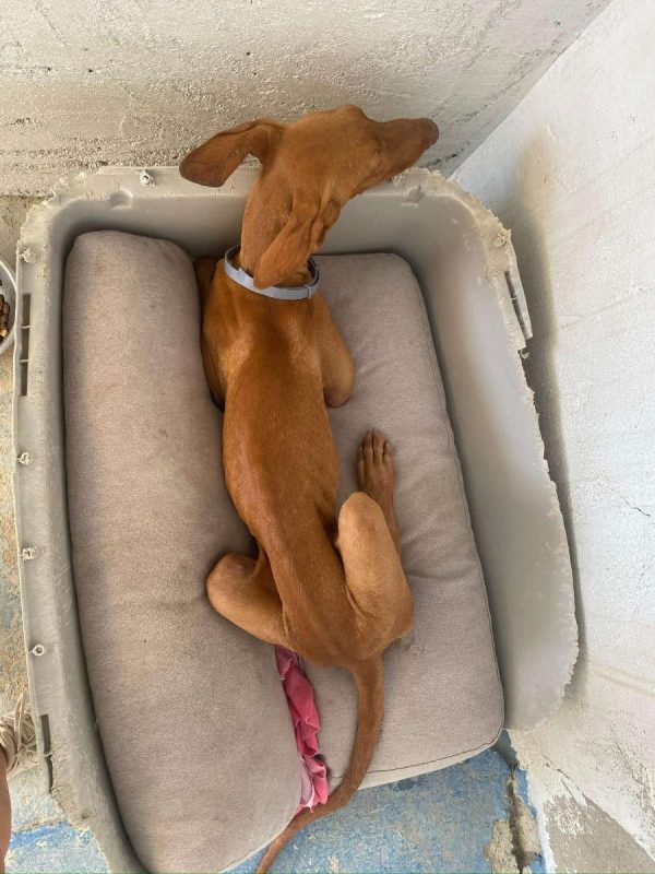 Iggy - Chien Podenco Canario à adopter - photo 4