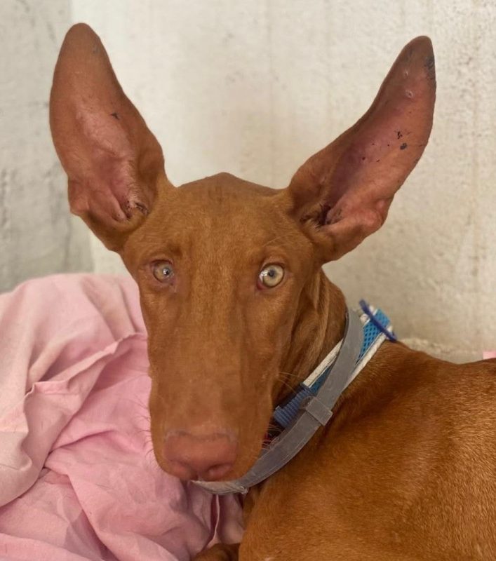 Iggy - Chien Podenco Canario à adopter