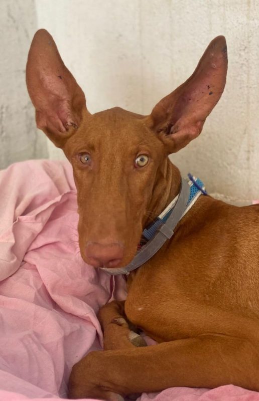 Iggy - Chien Podenco Canario à adopter - photo 2
