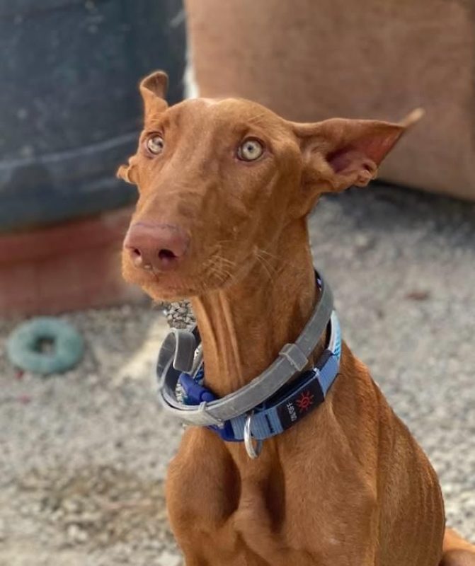 Iggy - Chien Podenco Canario à adopter - photo 3