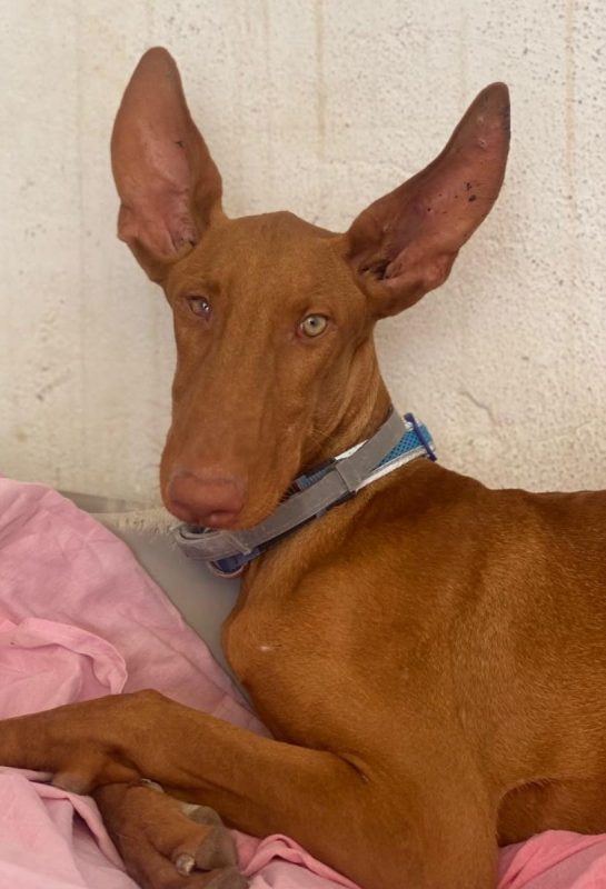 Iggy - Chien Podenco Canario à adopter - photo 5