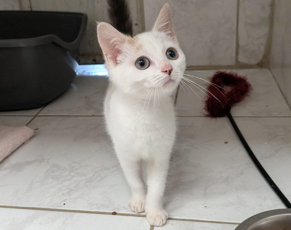Spirale - Chat Européen à adopter