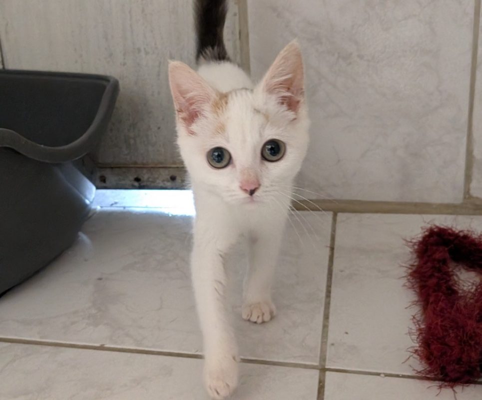 Spirale - Chat Européen à adopter - photo 2