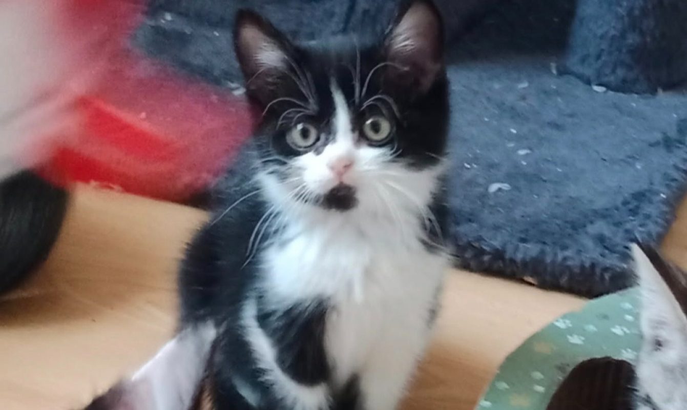Cheerios - Chat Européen à adopter