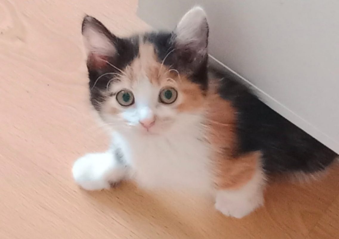 Gummi - Chat Européen à adopter