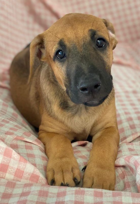Libia - Chien à adopter