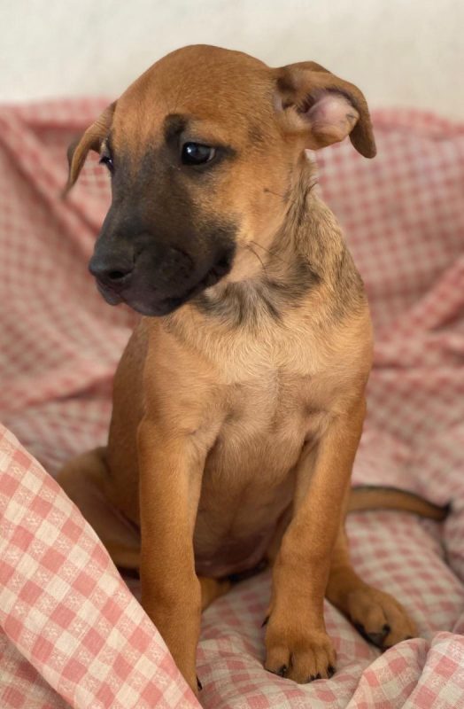 Libia - Chien à adopter - photo 3
