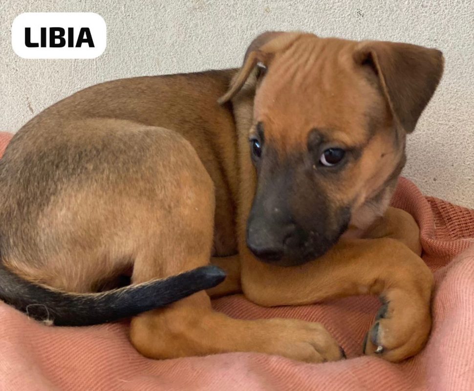 Libia - Chien à adopter - photo 6