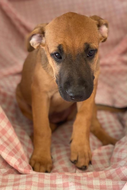 Libia - Chien à adopter - photo 5