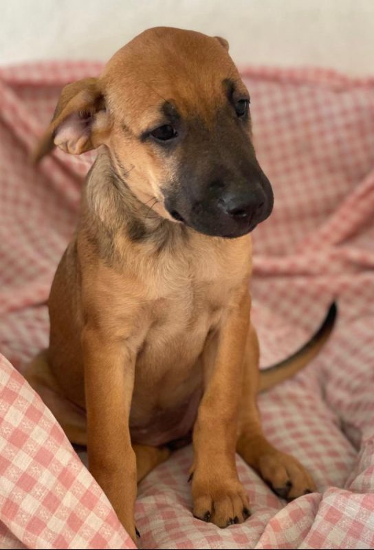 Libia - Chien à adopter - photo 7