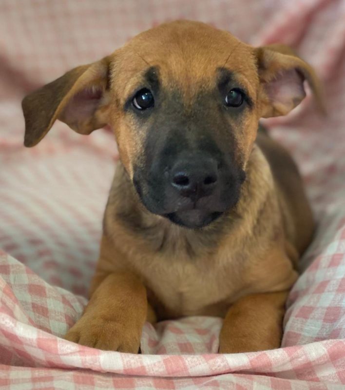 Libia - Chien à adopter - photo 10