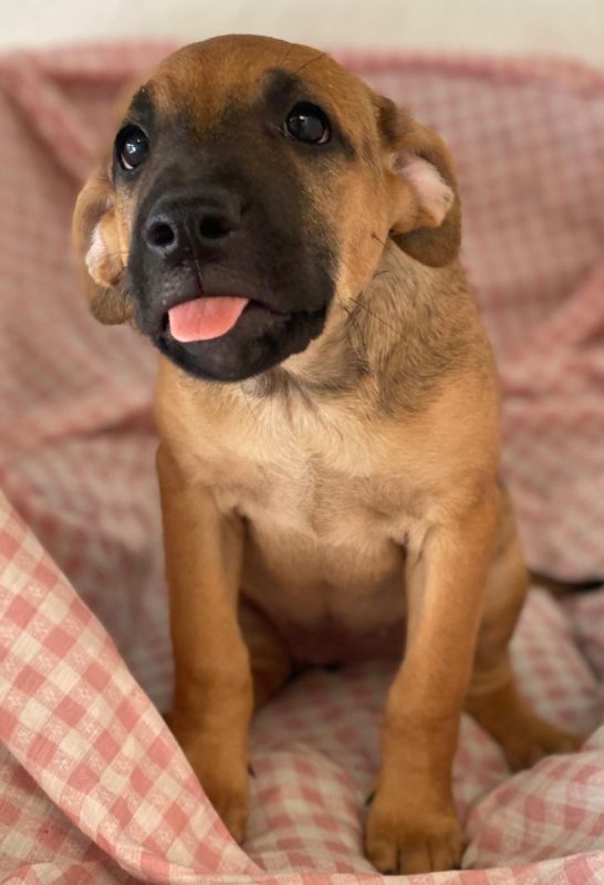 Libia - Chien à adopter - photo 2