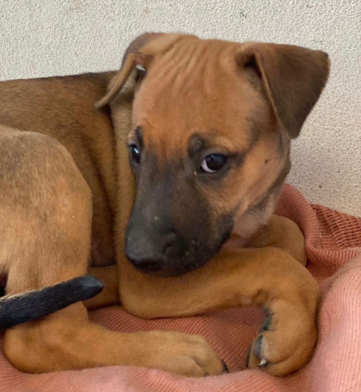 Libia - Chien à adopter - photo 8