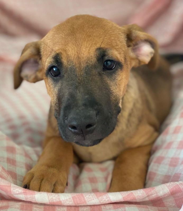 Libia - Chien à adopter - photo 4