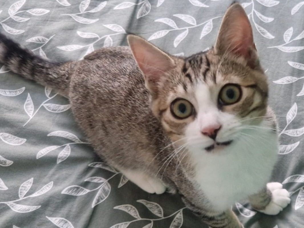Kinn - Chat Européen à adopter
