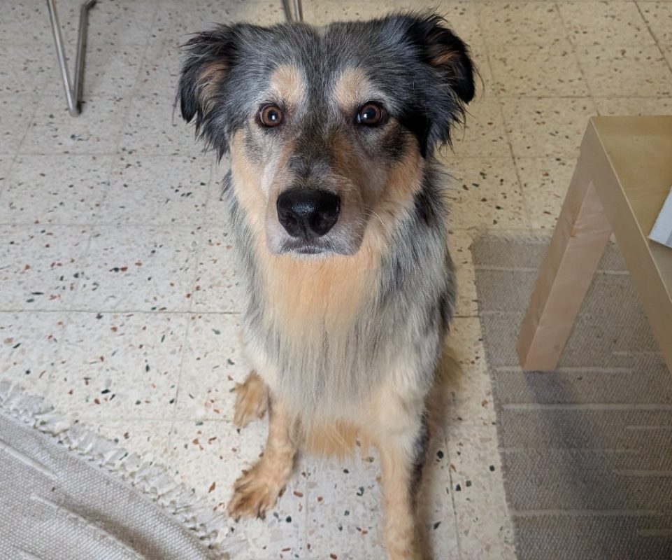 Doly - Chien Border Collie à adopter