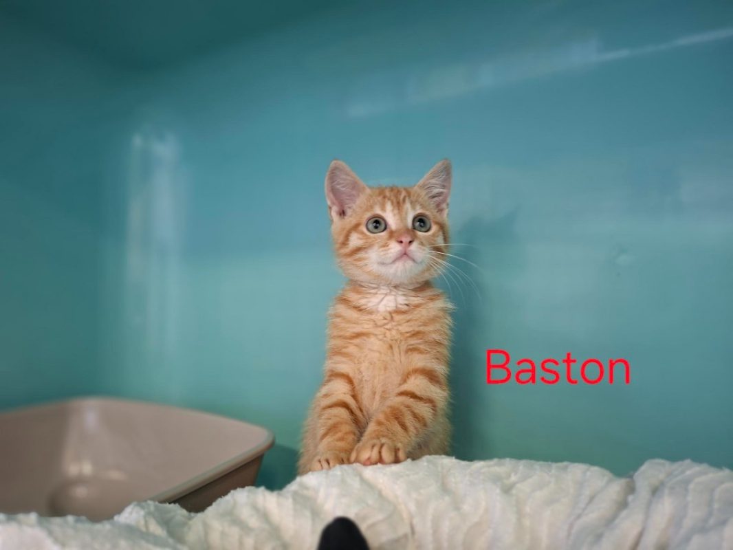 Baston - Chat Européen à adopter