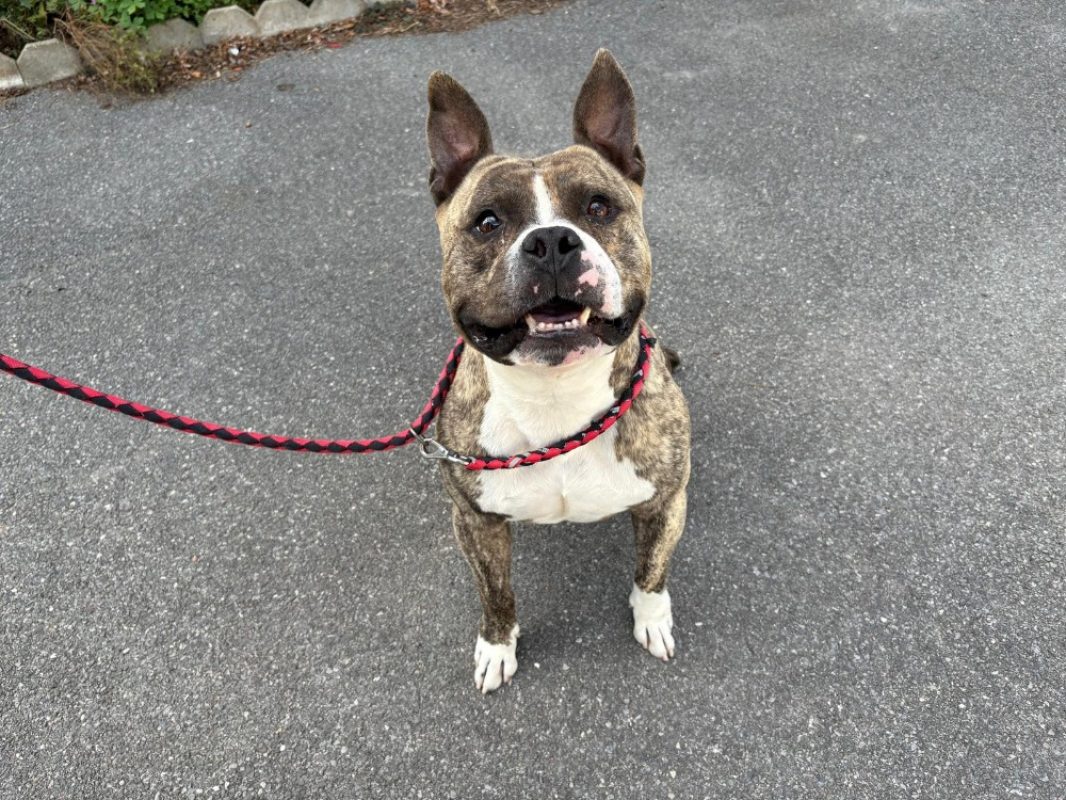 Tyson - Chien à adopter
