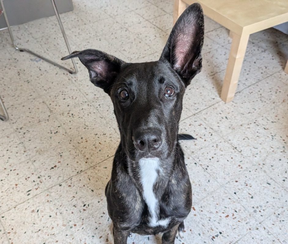 Oscar - Chien Berger à adopter