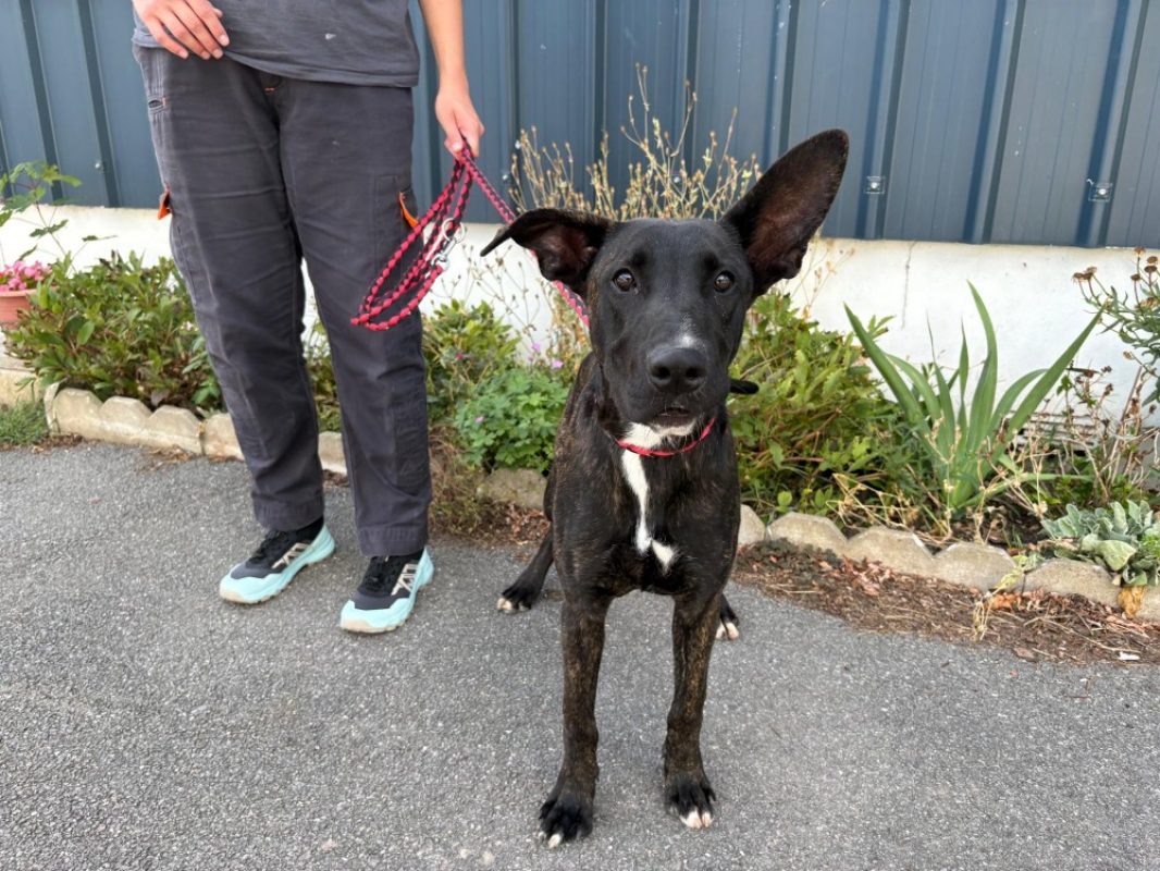 Oscar - Chien Berger à adopter - photo 2