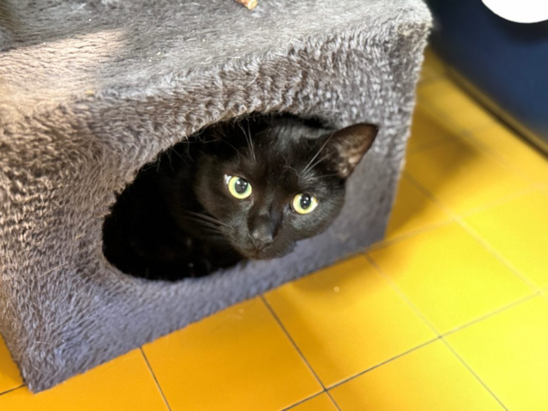 LeÏa - Chat Européen à adopter