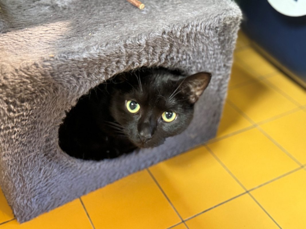 LeÏa - Chat Européen à adopter - photo 2