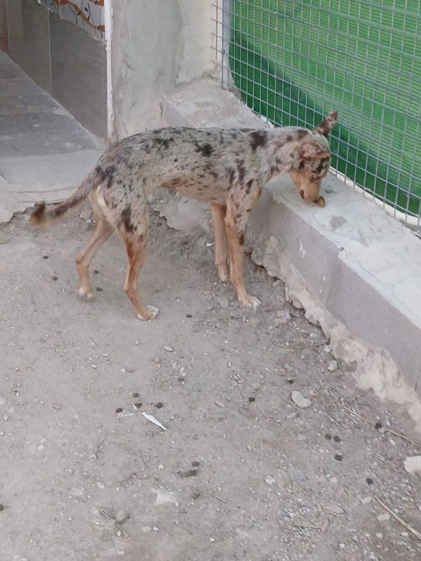 Epi - Chien Border Collie x Podenco Canario à adopter - photo 11