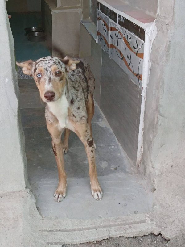 Epi - Chien Border Collie x Podenco Canario à adopter - photo 10