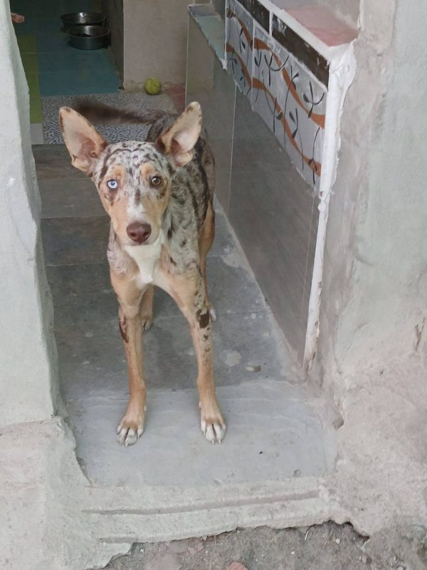 Epi - Chien Border Collie x Podenco Canario à adopter - photo 2