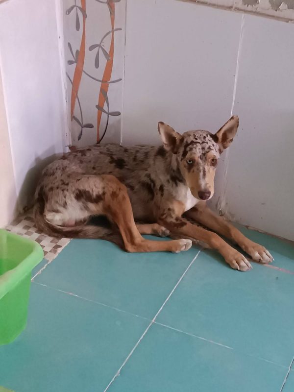 Epi - Chien Border Collie x Podenco Canario à adopter - photo 5