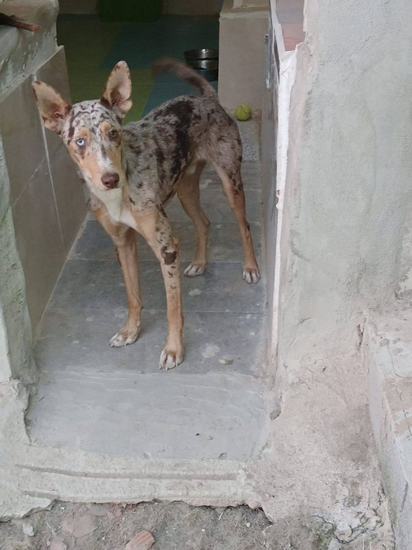 Epi - Chien Border Collie x Podenco Canario à adopter - photo 7