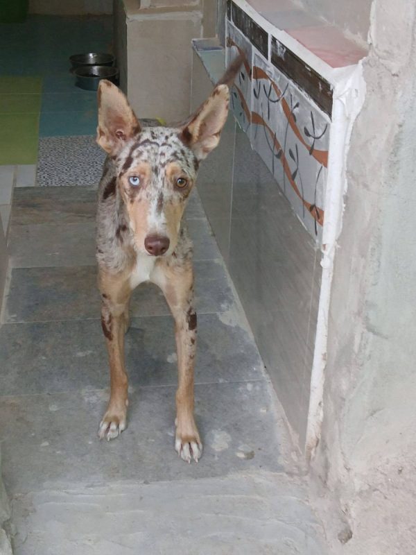Epi - Chien Border Collie x Podenco Canario à adopter - photo 4