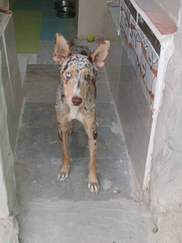 Epi - Chien Border Collie x Podenco Canario à adopter - photo 12