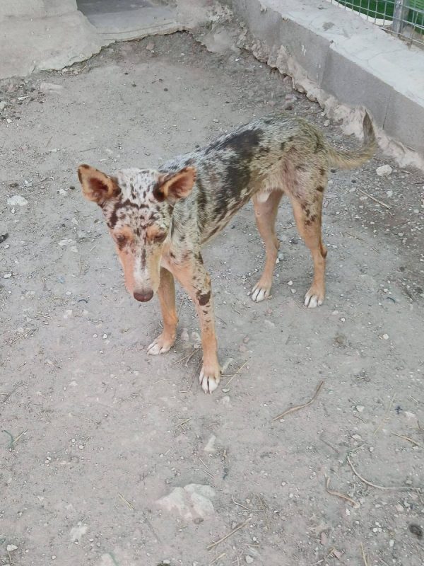 Epi - Chien Border Collie x Podenco Canario à adopter - photo 6