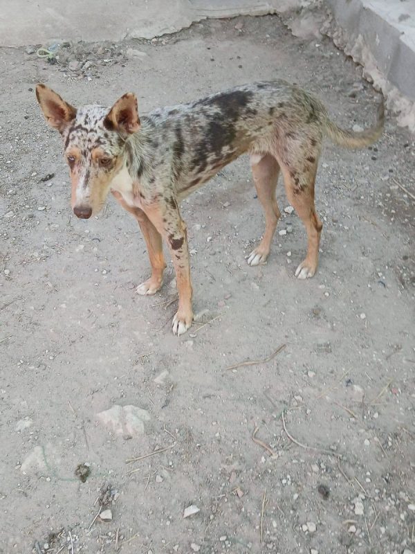 Epi - Chien Border Collie x Podenco Canario à adopter - photo 3